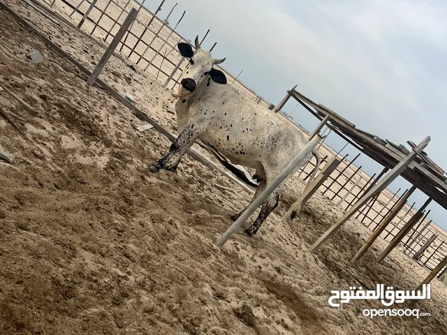 بقر للبيع الوحده 6000 الموقع السلع الغربيه