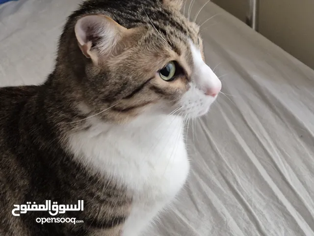 Spayed Egyptian Mau Cat for Adoption