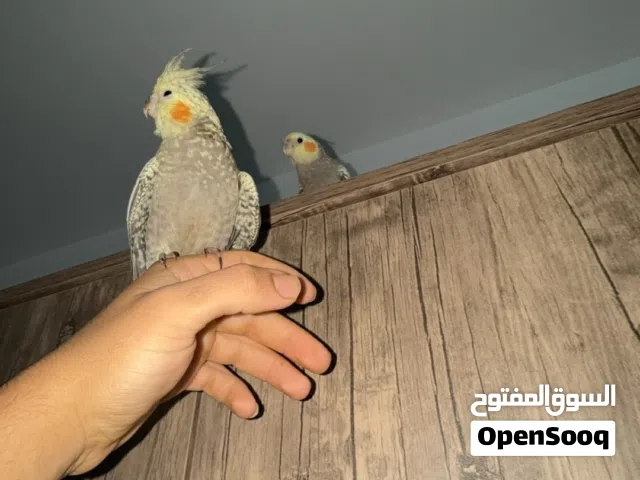 كوكتيل مروض للبيع