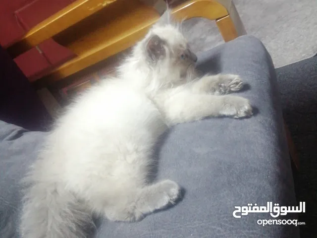 بس سيامي عمرو 4 شهور
