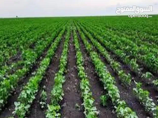 لـــلبـيـع ارض زراعـــــــــــــية في محـليـة القــولــــــد