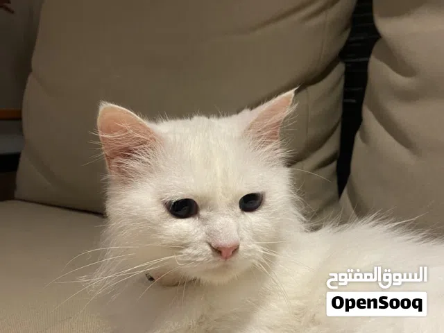 قطه لطيفه نوعها تركي الانجورا