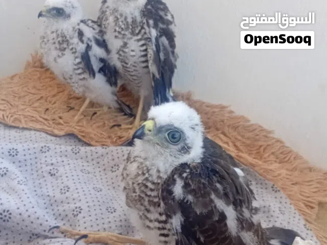 موجود فراخ باز