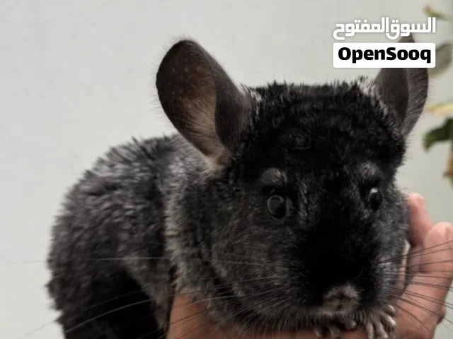 شانشيلا أنثى
