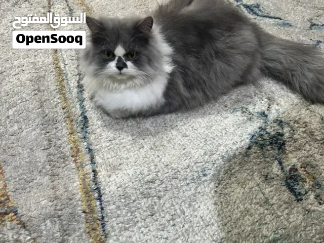 قطط للبيع شيرازي ونظيفات ولعوبات