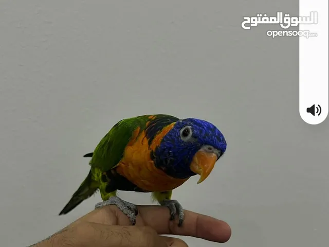 طير لوري ربوه
