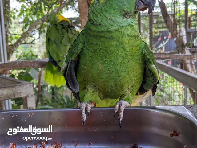يلو ناب امزوني بيعه سريعه