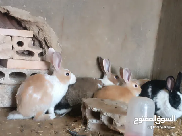 اقرا الوصف...