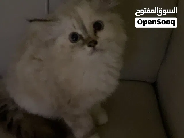 قطة للبيع مستعجل