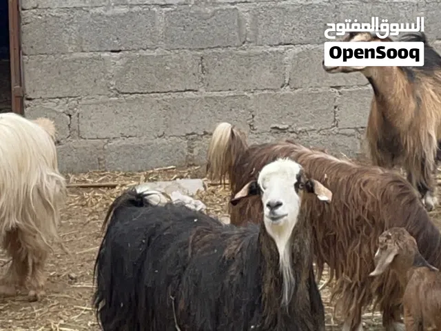 شاه عمانيه للبيع