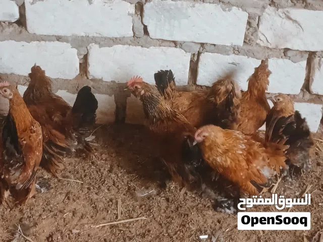 7فلاليس زهري زهري فيهم 3فراريج و4عتاتيق العمر 4\5شهور