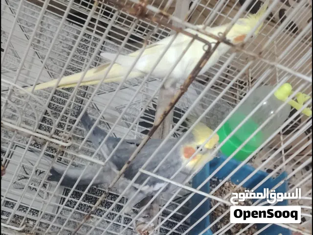 زوج كوكتيل متزاوجات وحشيات هنه وقفصهن ب60 الف