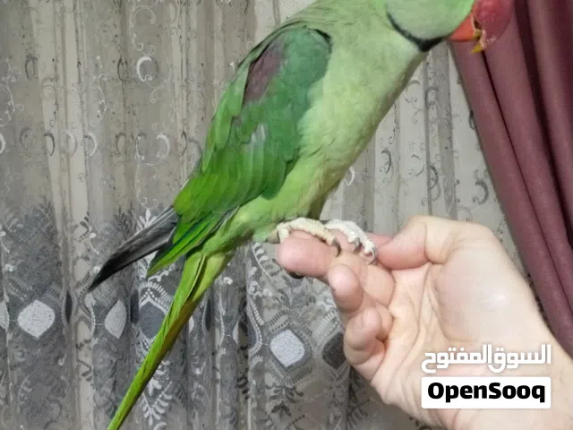 ذكر دره اميركي تفريخ مصرى