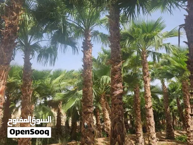 نخلVIPنخيل واشنطني ونخيل عربي