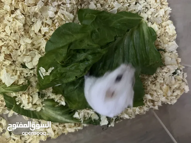 هامستر روسي الالون ابيض