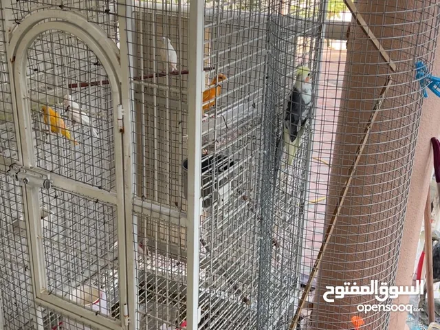 مجموعة طيور كناري سوري وحسون سوري ووببغاء مع قفص كبير