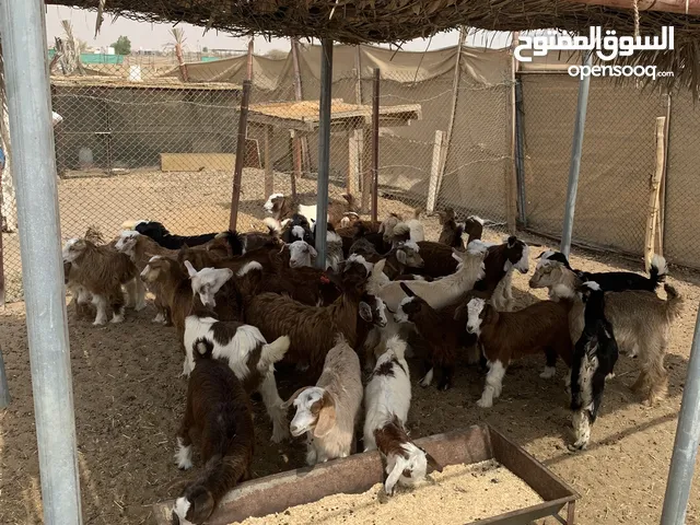 تيوس عمانيات للبيع