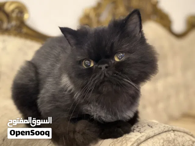 قطط مميزة ولطيفة للبيع (لون أبيض وأسود)