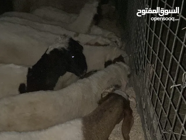 جبش كريشي للبيع عمره سنة و3اشهر عنوان بغداد ابو غريب