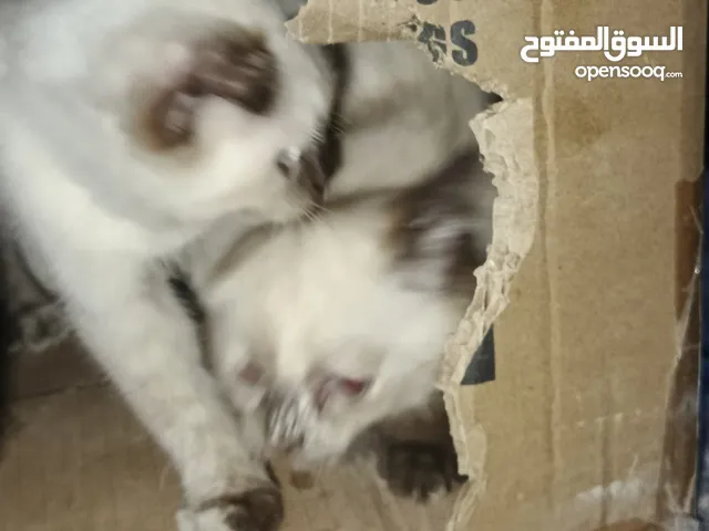 السياميه. العمر 4اشهر