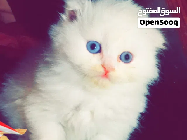 سكوتش فولد لونق هير