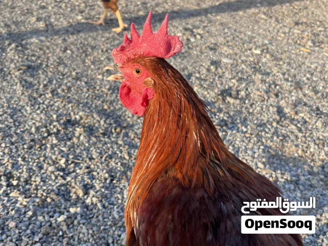 يوجد ديك فرنسي للبيع