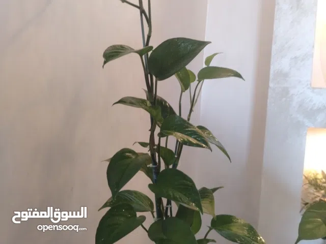 نبتة متسلقة (Pothos)  طبيعية مدادة داخلية