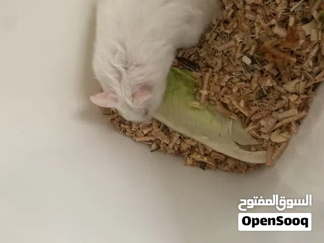موجود هامستر ابيض انثى بالغه بصحه ممتازه