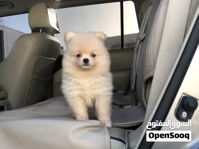 البيع كلب بوميريان