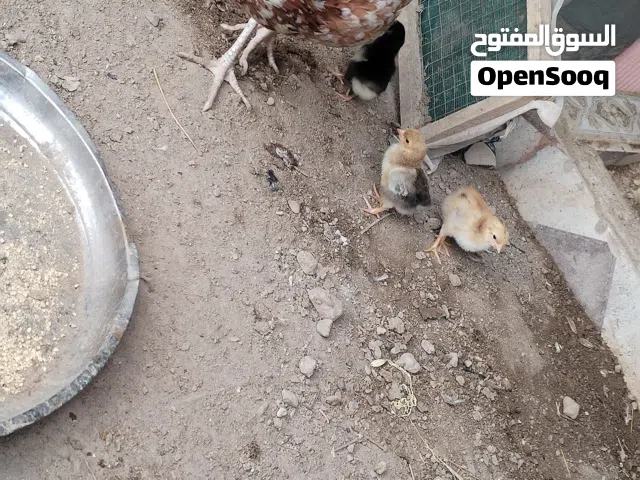 دجاجه مع افراخ للبيع