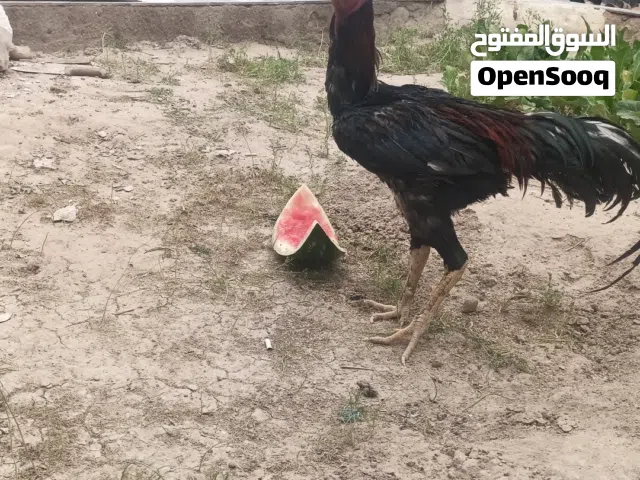ديج هندي للبيع مكاني بصره ابو لخصيب
