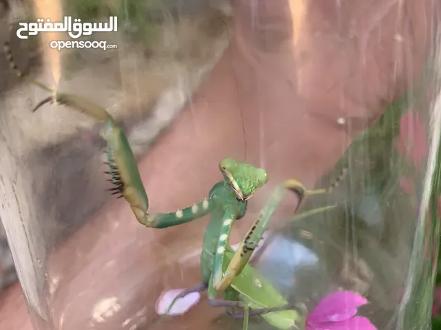 للبيع فرس النبي بي 20