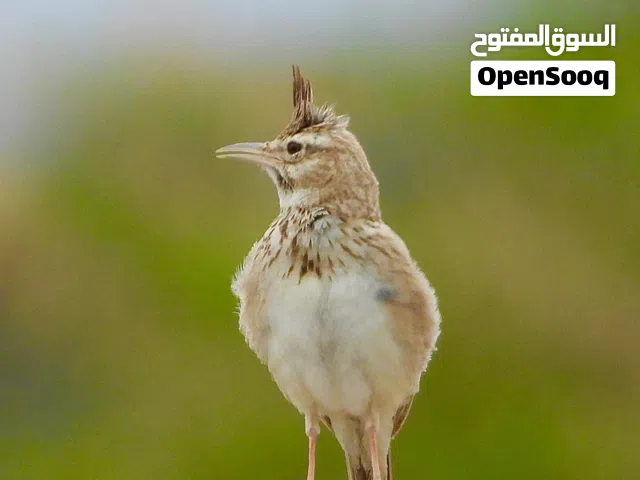 زوج القبره المغرد ( العلعال )
