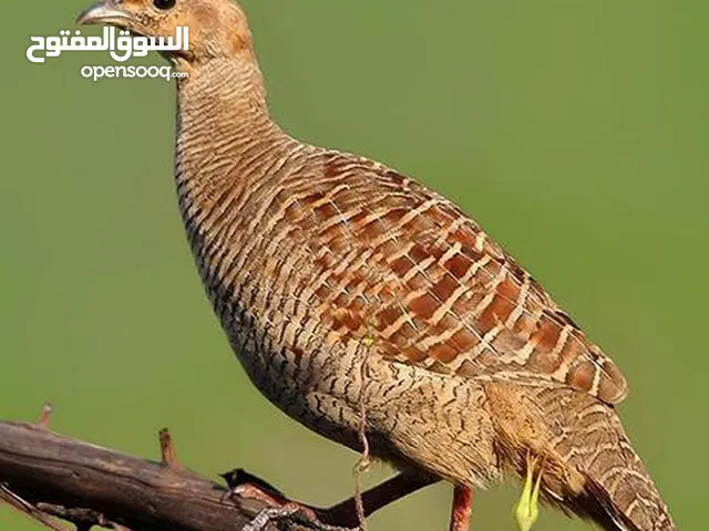 صفادر توضيح لا يرجد