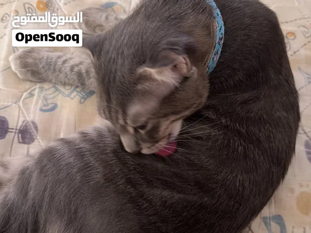 سكوتش فواد مهجن عمره 6 اشهر مطعم وكل شي اموره سليمه