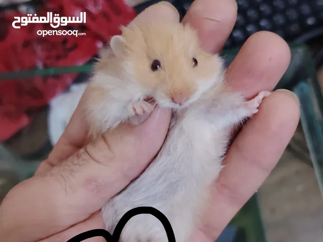 هامستر اليف عروض حرق