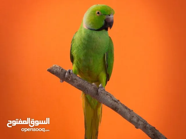 3 طيور فحله دره هندي