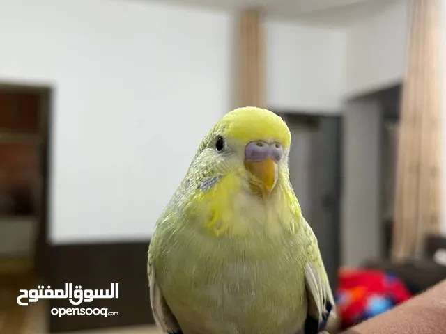 مطلوب انثى حب (بادجي) بسعر مناسب