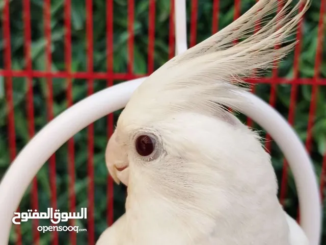 للبيع كوكتيل فل ربوه (كروان البينو) مايعض ابدا يوقف على اليد داخلي ويلعب ويغرد وشرط الصحه والريش