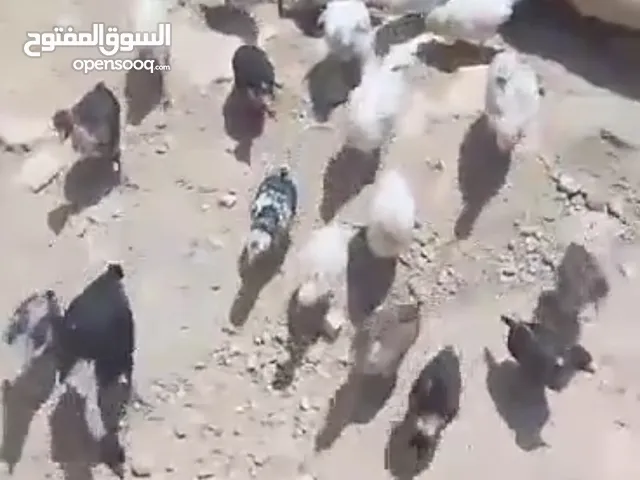 العمر شهرين