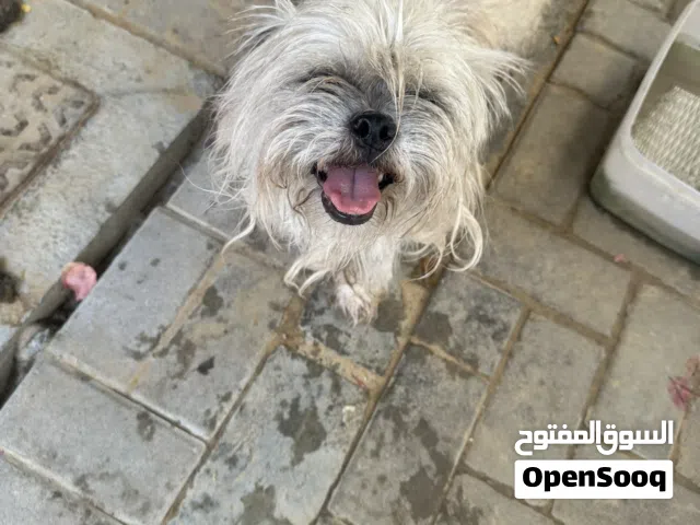 كلابين بنت وا ولد فوق الأربع سنوات