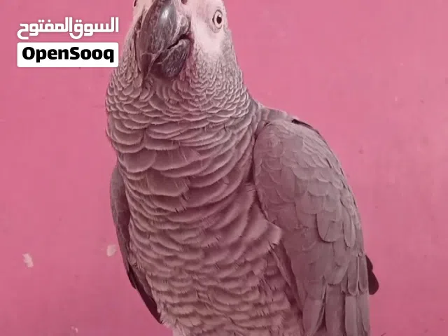 كاسكوافريقي جانبو