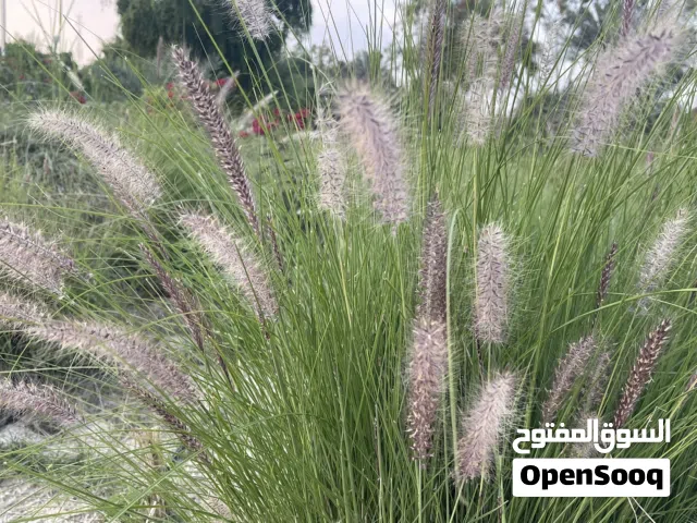 مطلوب فيلا حديثة للبيع في الراهبات