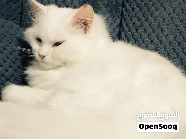 ثلاث قطط شيرازي للبيع كامل التطعيمات عمرهم 9 اشهر ذكرين وانثى