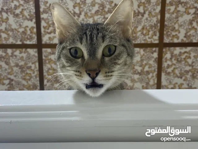 قطة انثى نوع (عتابي) مكس شيرازي و عتابي ، للتبني عمرها سنة ونص ملقحة مع دفتر لقاح ، نظيفة جدا متعلم