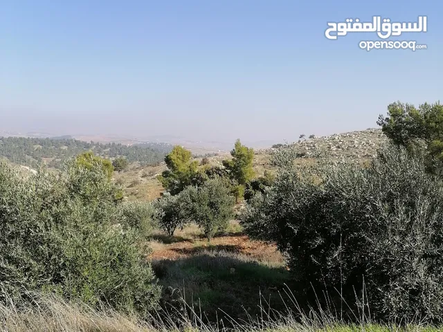 Farm Land for Sale in Jerash Unaybah
