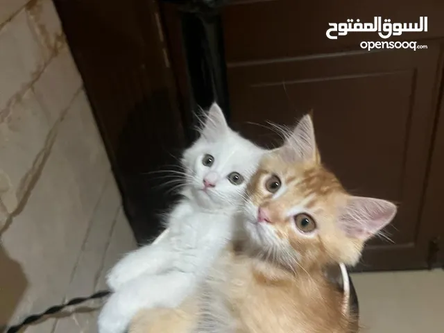 Ginger and white Persian kitten for sale