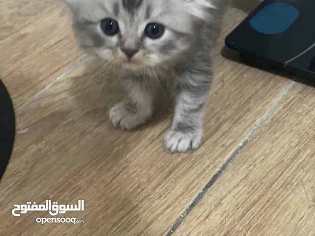 قطه صغيره سكتوش مكس الهاف بيكي
