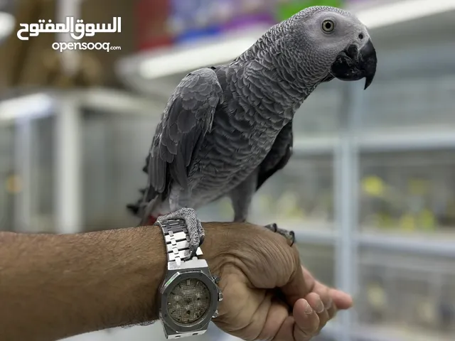 African grey parrot