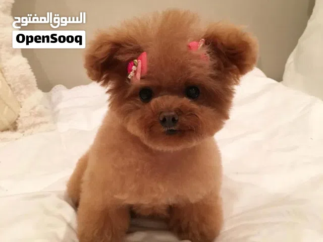 Pure Breed Miniature & Teacup Poodles For Sale with Free Shipping and Doorstep Delivery